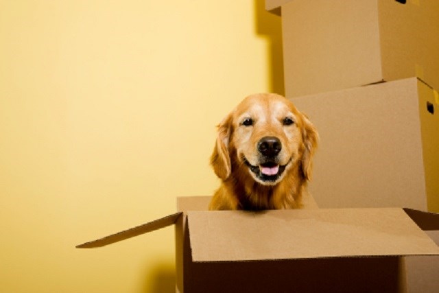 Dog sitting in moving box