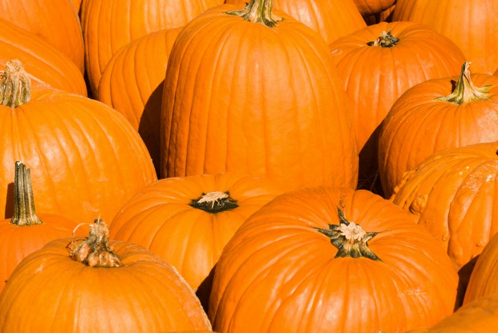 blog-size-pumpkins.png