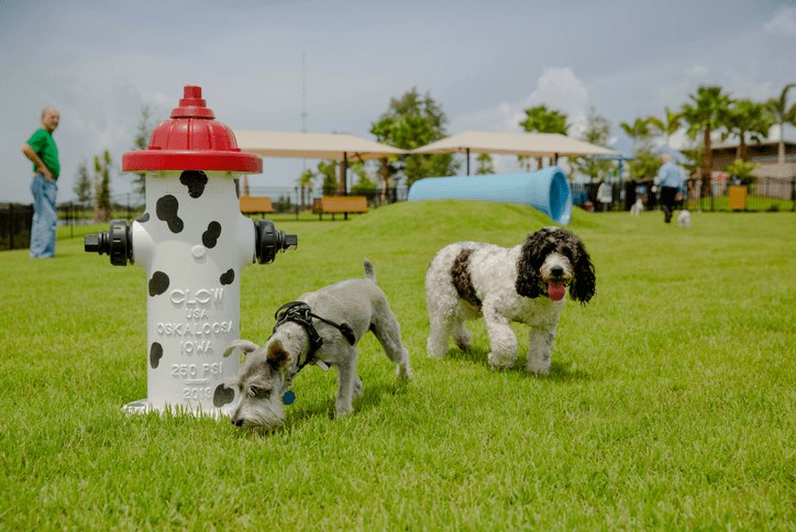 blog-size-dog-park.png