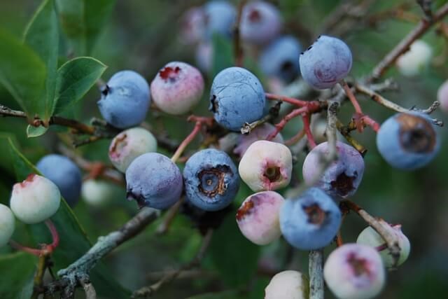 Cluster of blueberries ready to pick.