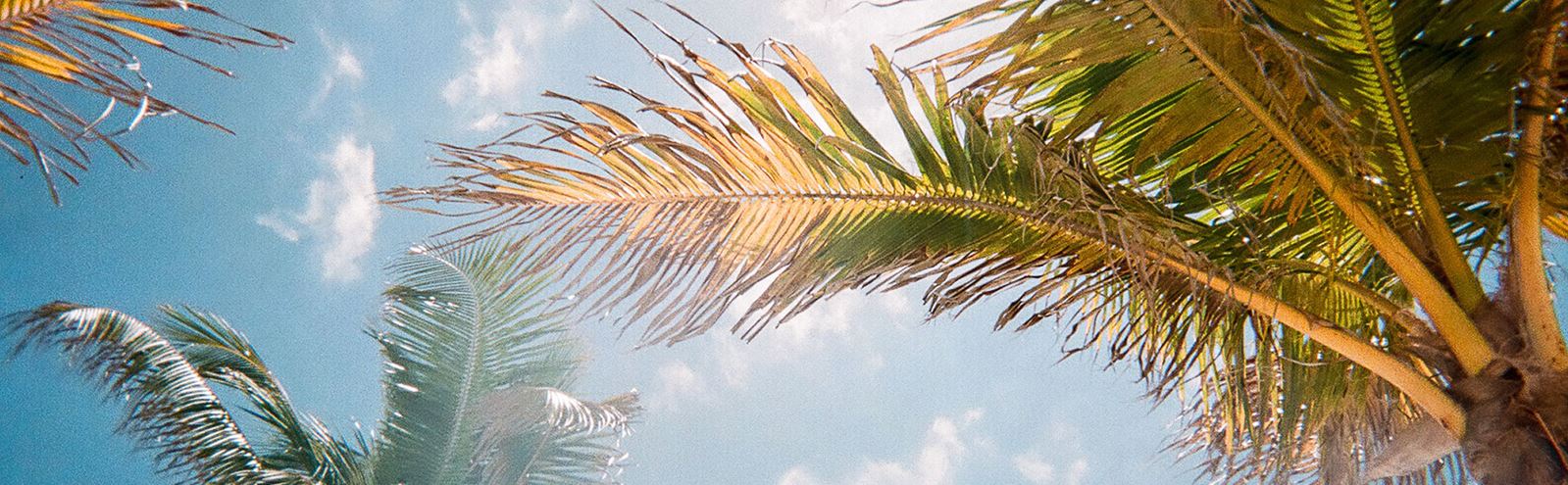 Palm trees and sunshine await in Waterset, new homes in Apollo Beach.