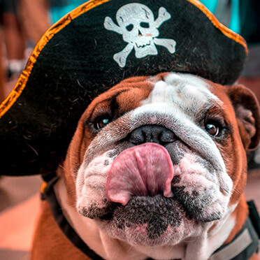 Dog at Gasparilla Festival in Tampa Bay Florida near Waterset Community