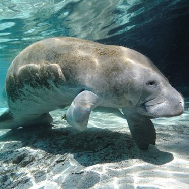 Mantee in Tampa Bay Viewing Center near Waterset Community