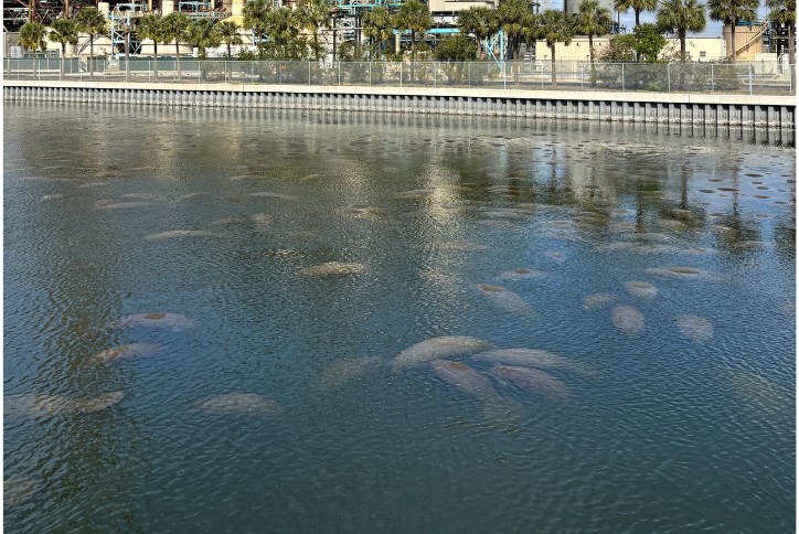 Manatee Blog (724 X 484 Px) (1)